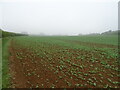 Crop field near Ranyard's Gorse in LN9 6QT