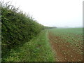 Crop field and hedgerow near Ranyard's Gorse in LN9 6QT