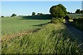 Farmland and byway, Brightwalton in RG20 7BT