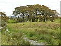 Spring and copse near High Scathwaite in LA12 7PL
