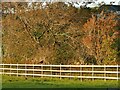 Pheasant on a fence near Gawith Field Lodge in Egton with Newland