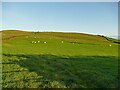 Sheep on the slope of Arrad Hill in Egton with Newland