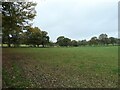 Trees along a field boundary, north of the B5027 in ST18 0EZ