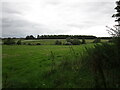 Grass field and plantation near Barford Bridge in NN14 1QG