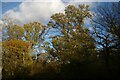 Autumn trees in Parndon Wood in CM19 4RN