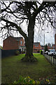 A tree on Merlin Way in DE3 0DR