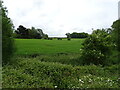 Crop field off the A16 near Partney in Partney