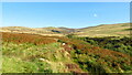 Rough path, W of Gwern Wynodl with view towards Cadair Bronwen in Llandrillo Community
