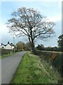 Roadside tree, Summerhill in ST18 0EJ