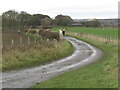 Public Bridleway with Horses near Burradon in NE12 5XT