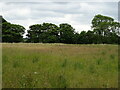 Grassland, Harrington in Harrington