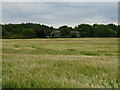 Cereal crop towards Grange Farm in Aswardby