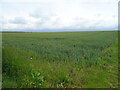 Cereal crop, Spellow Hills in PE23 4PS