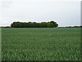 Cereal crop towards woodland in PE23 4PT