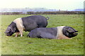 Wessex Saddlebacks, nr Horton, Gloucestershire 1990 in BS37 6PD