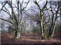 Oak trees in Lower Everley Copse in RG27 0LX