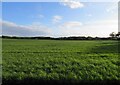 Field west of the Old Dalby Test Track in LE14 3DA