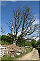 Dead tree by Tunbridge Wells Circular Walk Link Path in TN3 0ED