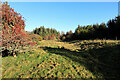 Woodland clearing near Calf Close Cottage in NE48 2HB