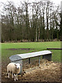 Sheep waiting at hay rack in IP25 7TF