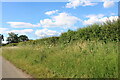 Verge by Mill Road near Newton Morrell in OX27 9AN