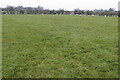 Sheep on the footpath to Marsh Gibbon in OX27 0AP