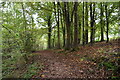 High Weald Landscape Trail, Jockey's Wood in TN6 1UX