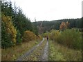 Forest Track towards Allerybank in NE48 1LQ