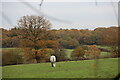 Horse in Field as seen from Trent Park towards Vicarage Farm in EN2 8LA