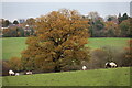 Horses in Field as seen from Trent Park towards Vicarage Farm in EN2 8LA