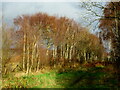 Birch trees by the bridleway in SY13 3HZ