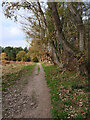View along Oak lined path Bacton Wood in NR28 9SJ