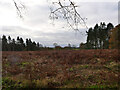 Old clearfelled area in NR28 9SJ