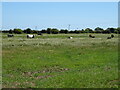 Cattle grazing off Hide's Lane in PE24 4TY