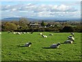 Sheep on Castlemorton Common in WR13 6LH