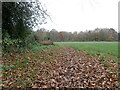 Path through the autumn leaves in TN12 7LN