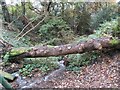 Fallen Tree across the Dipton Burn in DH9 9LD