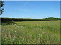 Oilseed rape crop, Welton le Marsh in Welton Le Marsh