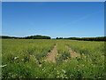 Oilseed rape crop near Old Wells Cottage in Welton Le Marsh