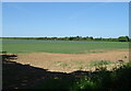 Crop field off the B1196 in PE23 5SY