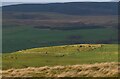 Milkieston Rings hill fort in EH45 8QH