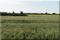 Field of wheat in IP9 1AQ