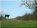 A little cow on a little hill in BS41 8LU