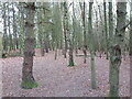 Woodland, Rising Sun Country Park in NE12 9SS