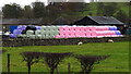 Colourful wrapped silage bales at Wye Farm, Rowsley in Rowsley