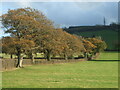 Golden trees on the lower slopes around Dundry in BS41 8JH