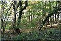 Woodland by The Cuckoo Trail in TN21 0HR