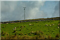 Forest and Frith : Grassy Field & Sheep in DL12 0HB