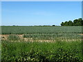 Cereal crop off Greenfield Lane, Saleby  in Beesby with Saleby