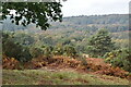 View over Ashdown Forest in TN6 1XF